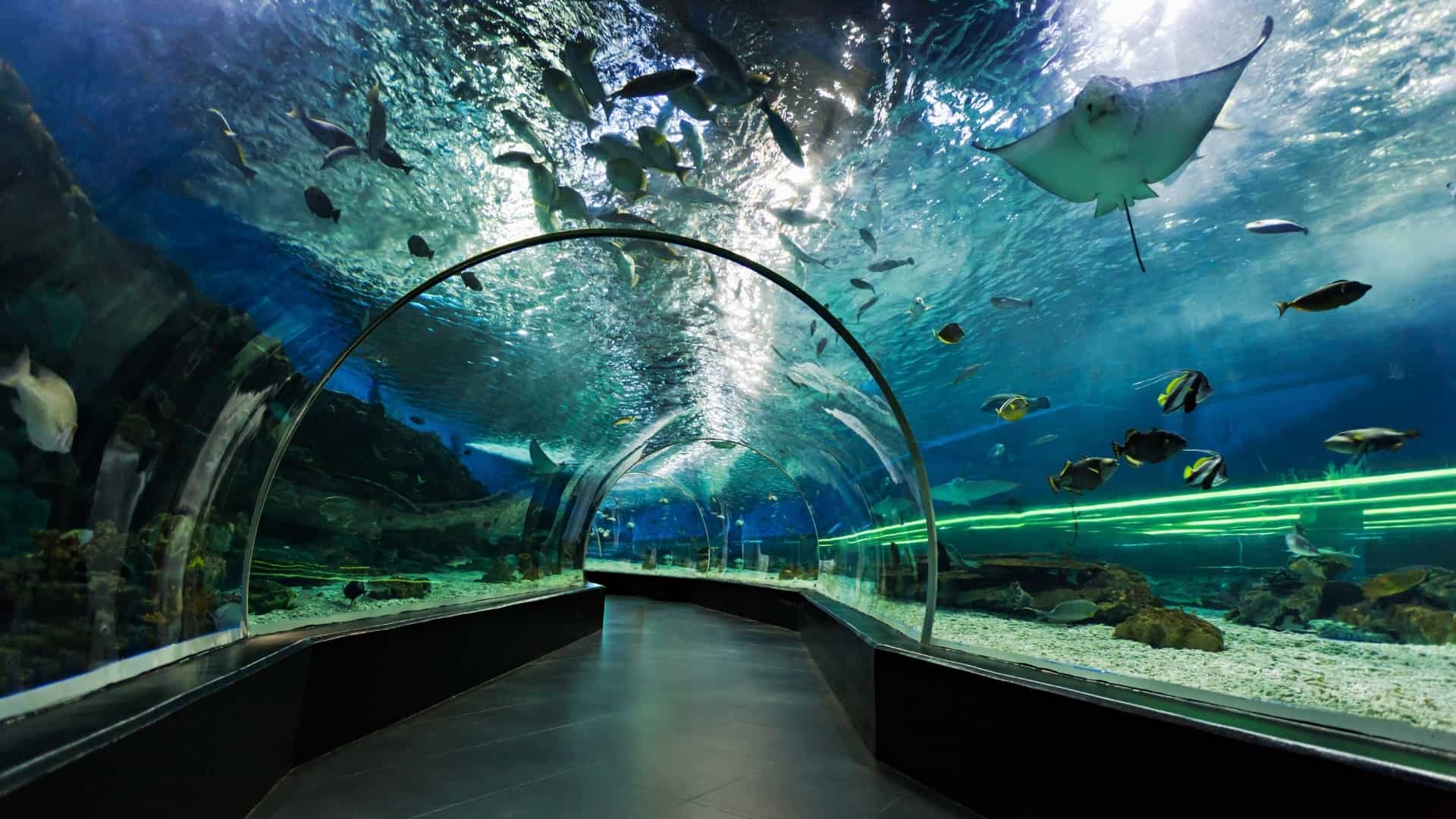 Dubai Mall Aquarium Acorn Tourism